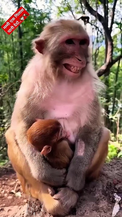Funny monkey