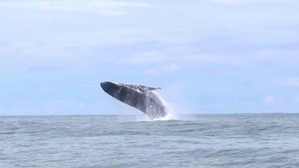 tn7-El décimo quinto festival de ballenas y delfines ya tiene fecha.-030825