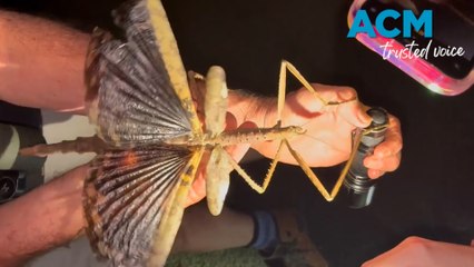 Supersized stick insect discovered in QLD rainforest