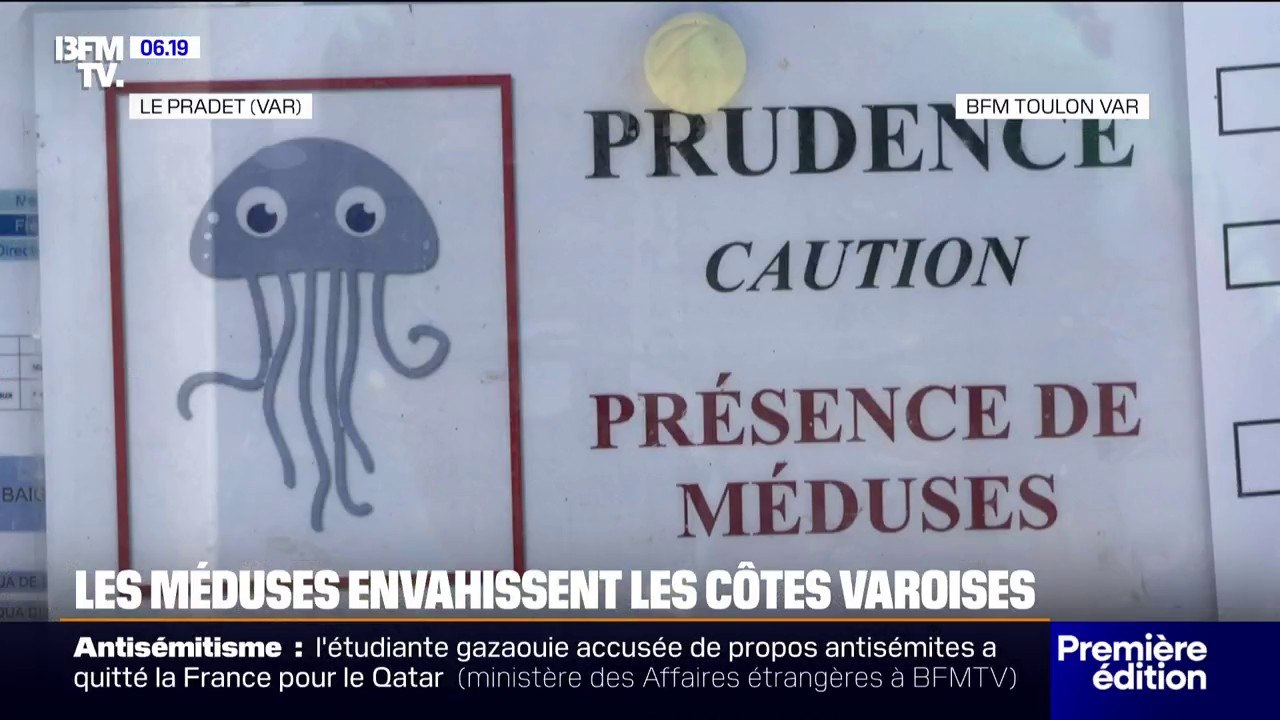 Les méduses sont très nombreuses sur le pourtour méditerranéen
