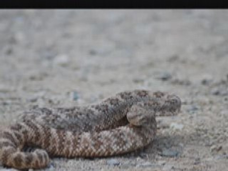 Snake
