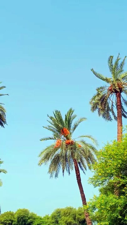 🌴 The Secret of Pakistan’s Sweetest Treasure – Khajoor! 🌴