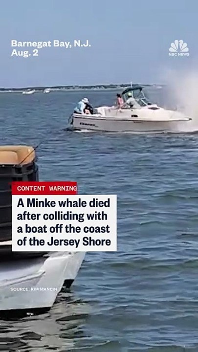 A 20-foot Minke #whale died after colliding with a motorboat at the #JerseyShore, according to office 🐋