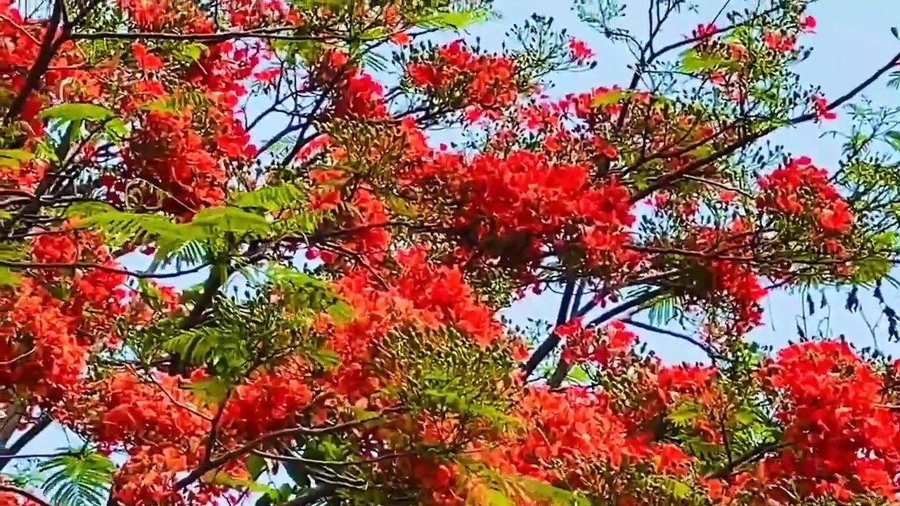 Ambient music - Sức mạnh chữa lành từ Thiên Nhiên _Phượng Hoàng trong nắng hạ_