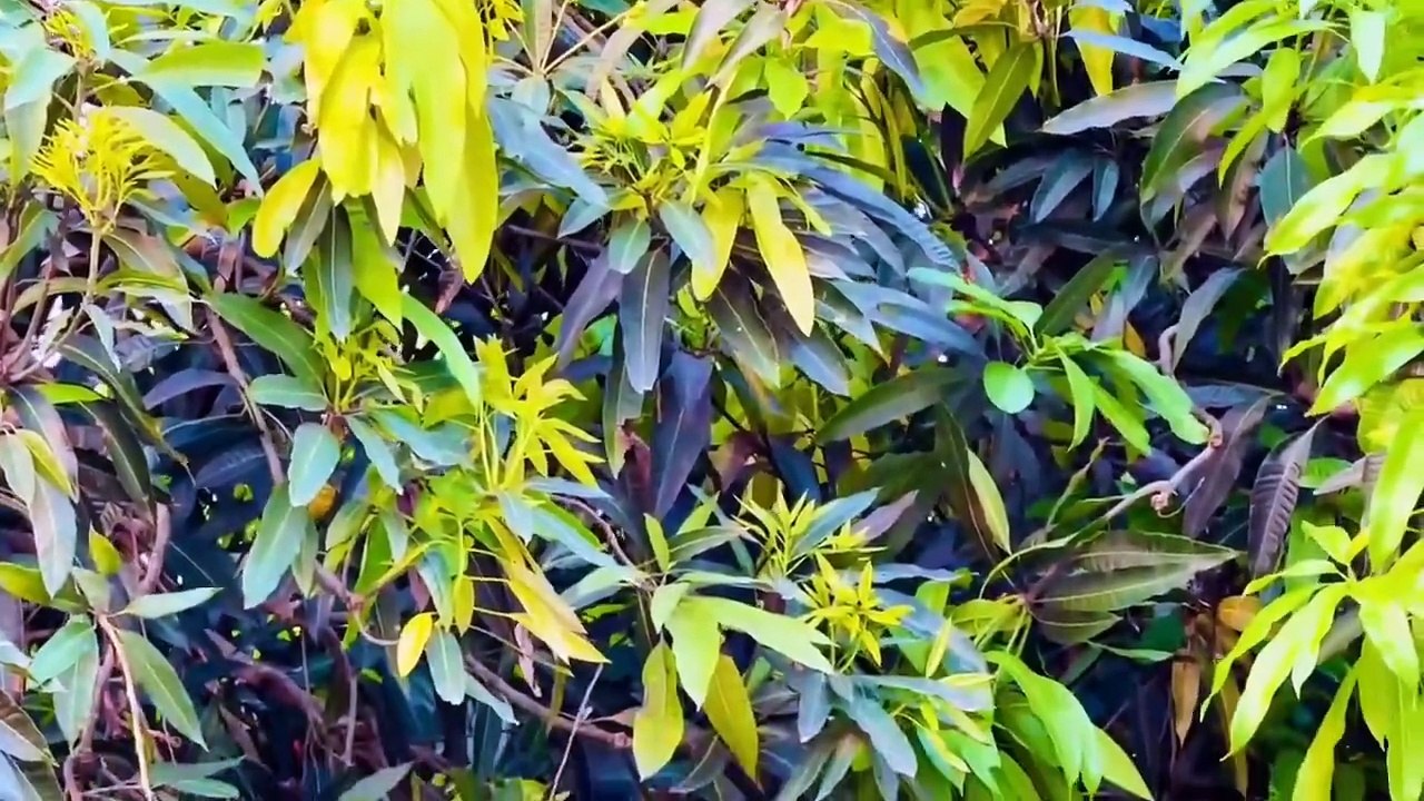 Ambient music - Sức mạnh chữa lành từ Thiên Nhiên _Bản giao hưởng mùa Xuân_