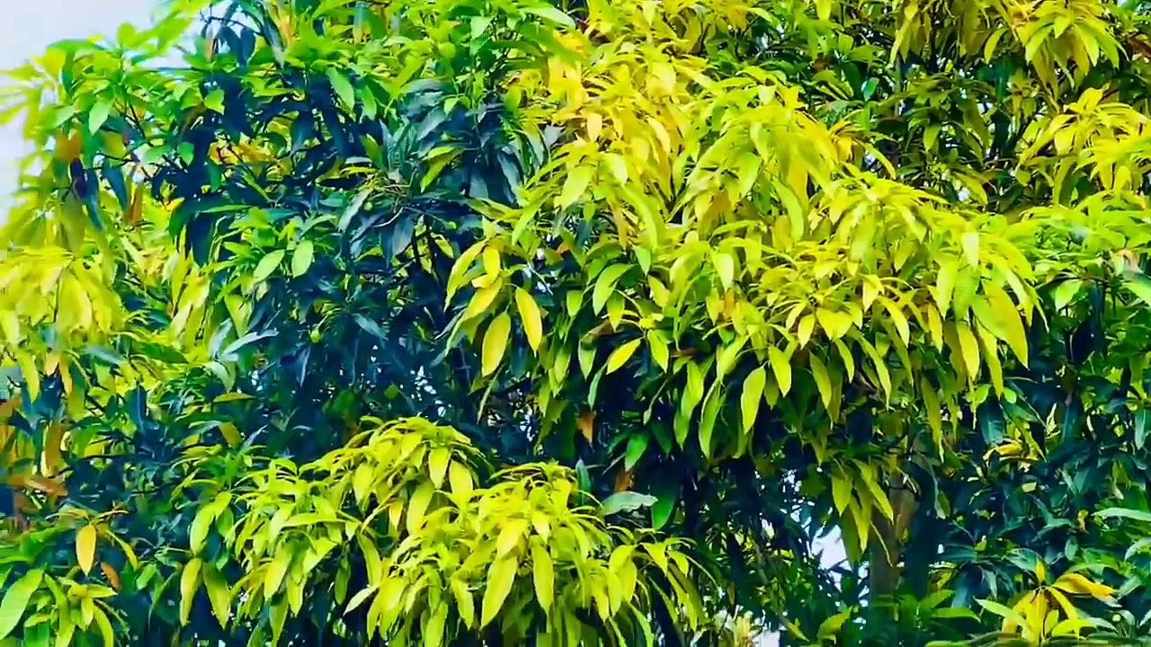 Ambient music - Sức mạnh chữa lành từ Thiên Nhiên _Hương sắc mùa Hạ_