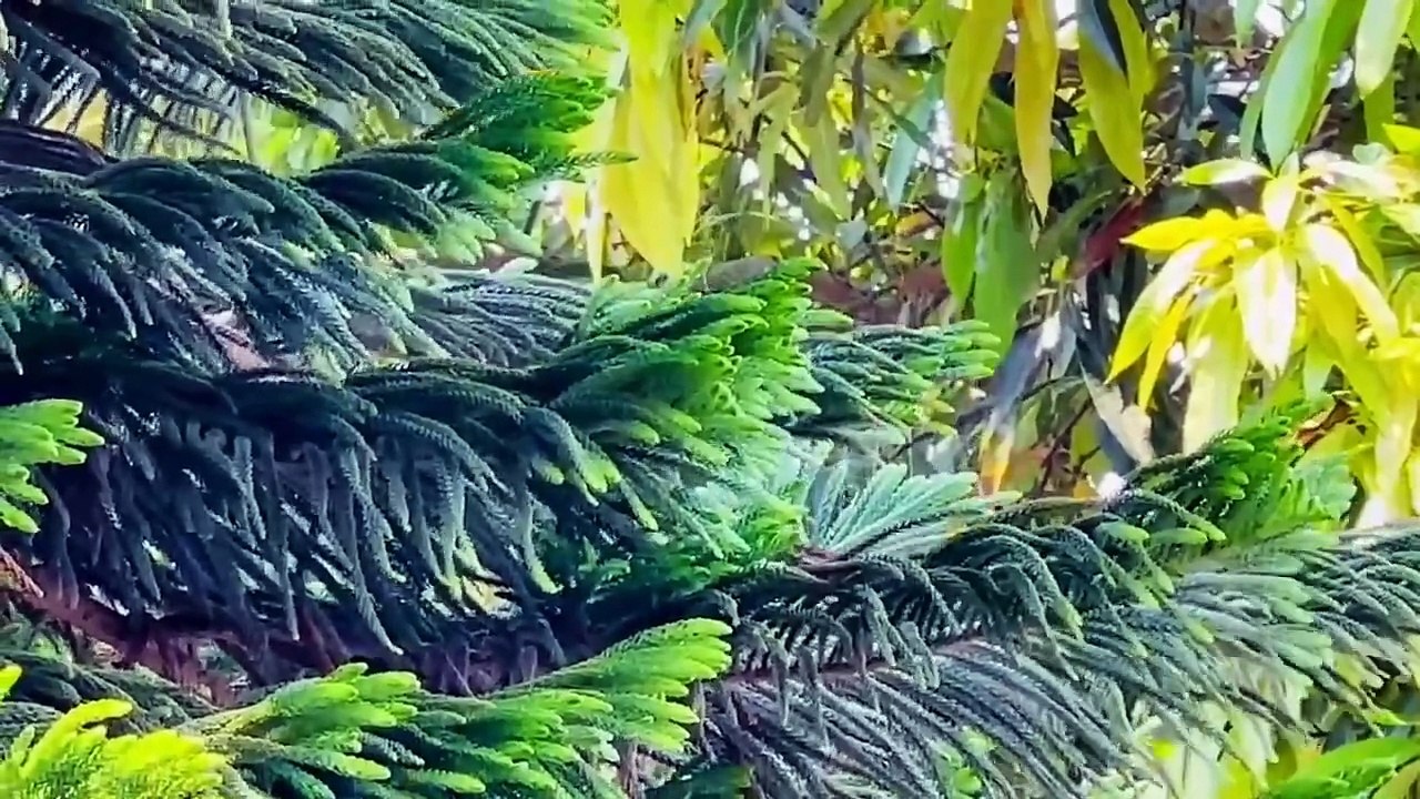 Ambient music - Sức mạnh chữa lành từ Thiên Nhiên _Nắng đầu mùa_