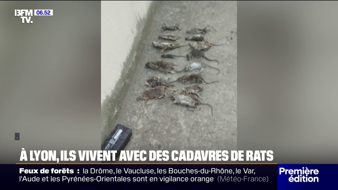 "C'est dangereux pour les enfants": des cadavres de rats jonchent les trottoirs d'un quartier du 8e arrondissement de Lyon