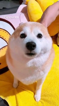 Breville Barista Express BES870XL – All-in-One Espresso Machine with Built-in Grinder | Wiloria