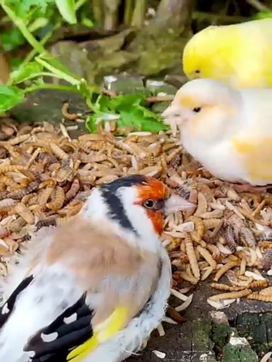 A look into the aviary following today_s feeding with different frozen insects. Remember_ the insects are eaten by more or less all the species - including_1