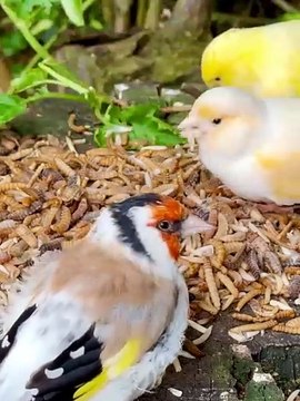 A look into the aviary following today_s feeding with different frozen insects. Remember_ the insects are eaten by more or less all the species - including_1