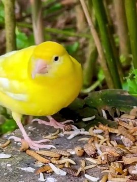 A look into the aviary following today_s feeding with different frozen insects. Remember_ the insects are eaten by more or less all the species - including (