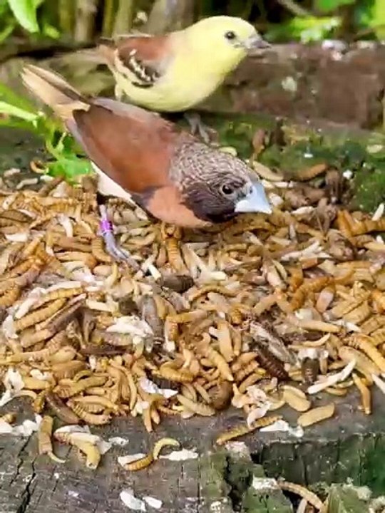 A look into the aviary following today_s feeding with different frozen insects. Remember_ the insects are eaten by more or less all the species - including_2