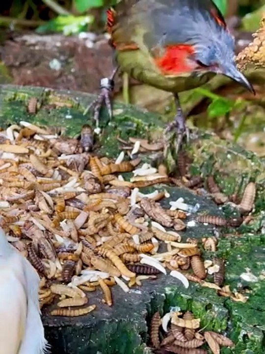 A look into the aviary following today_s feeding with different frozen insects. Remember_ the insects are eaten by more or less all the species - including_4