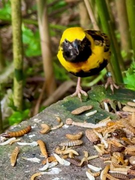 A look into the aviary following today_s feeding with different frozen insects. Remember_ the insects are eaten by more or less all the species - including_6