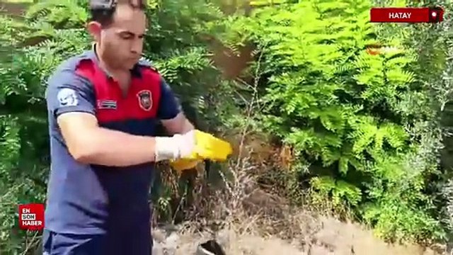 Hatay'da ayağına poşet dolanan kuş itfaiye ekiplerince kurtarıldı