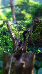 Build a warm and beautiful wooden house on the tree part1