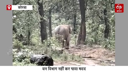 मां तो मां होती है: हाथी के बच्चे की निमोनिया से मौत, बच्चे को उठाने की कोशिश करती रही हथिनी