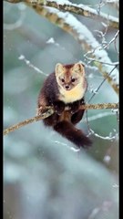 Farming Life in Dalimosan Village 2