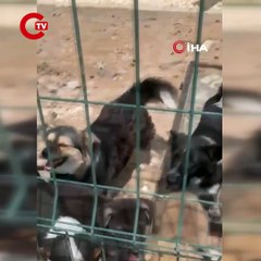 Gümüşhane Belediyesi'ne ait barınakta skandal görüntüler: Hayvanlar açlıktan ve susuzluktan can verdi!