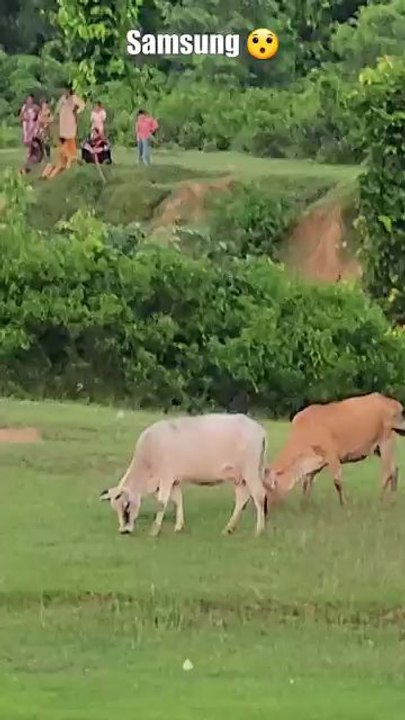 Funny Cow 🤣🤣🤣🤣🤣