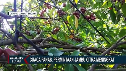 Jambu Citra Demak Laris Manis di Pasar Nasional, Harga Tembus 35 Ribu per Kg | KOMPAS SIANG