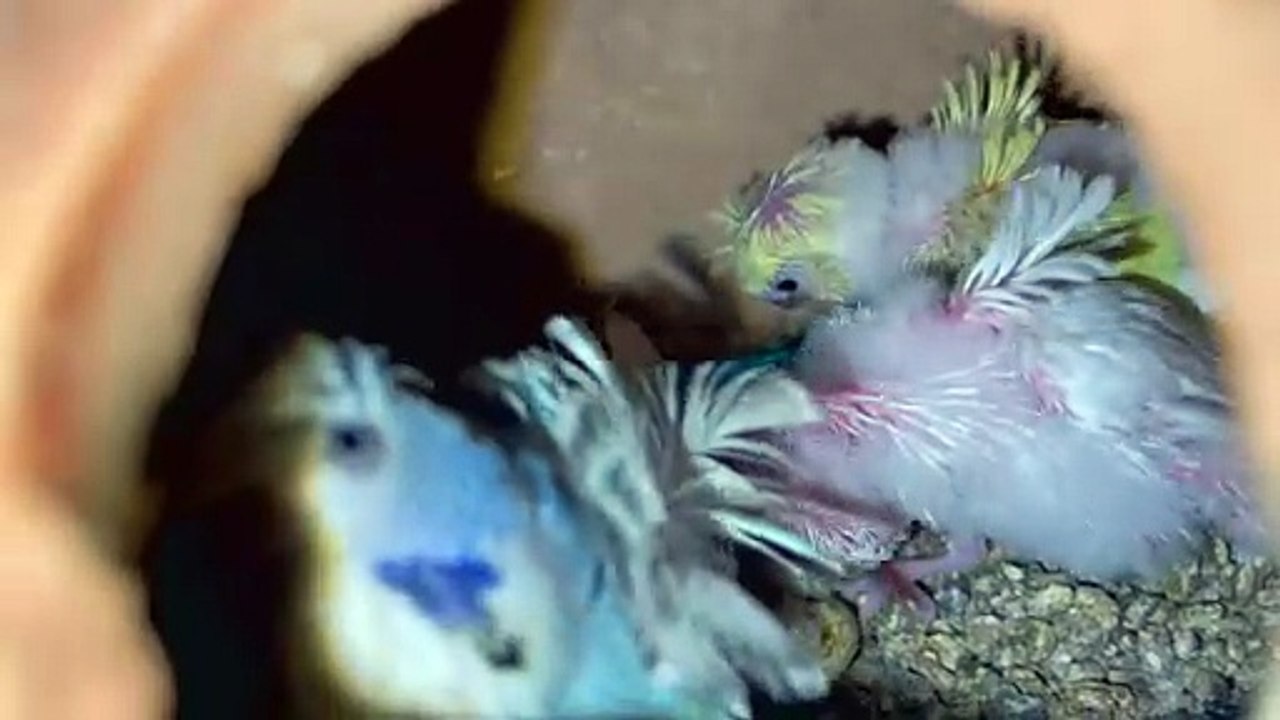 Pets Life #petslife #Viral #Funny #beauty