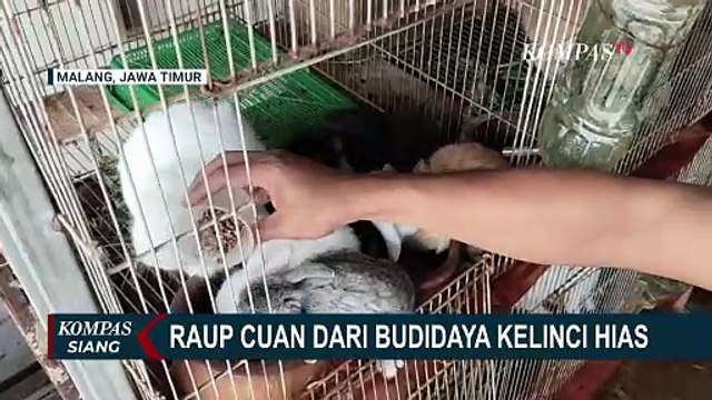 Berawal dari Hobi, Warga Malang Raup Jutaan Rupiah dari Budidaya Kelinci Hias | KOMPAS SIANG
