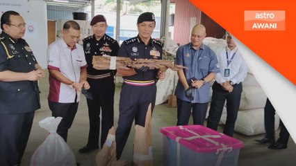 Kegiatan proses kayu gaharu haram RM106 juta tumpas