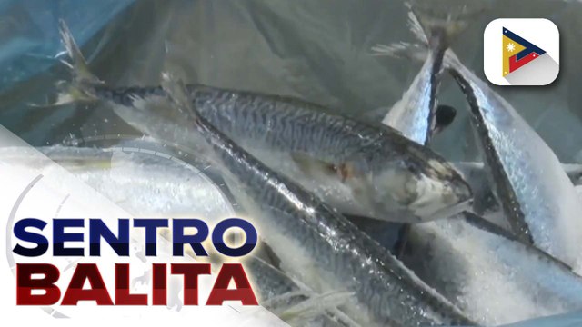 Mga nakumpiskang frozen mackerel, target ipamahagi ng D.A. matapos lumabas sa pagsusuri na ligtas ang mga ito na kainin