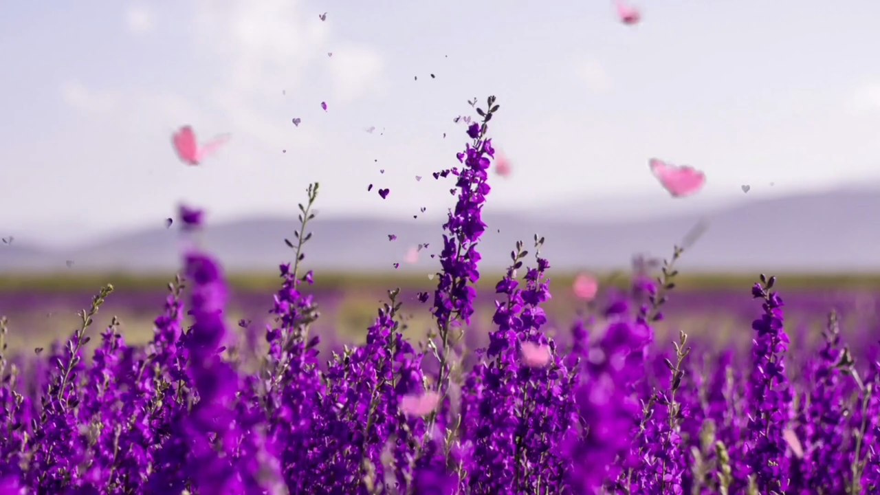 Musique Relaxante Lavande: Ambiance Zen & Sommeil Profond 🌸🎶