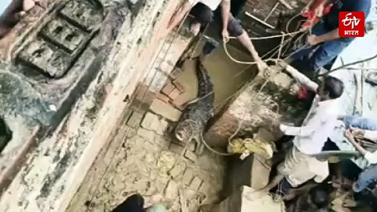 रात में घर में घुसा विशालकाय मगरमच्छ; सात घंटे रेस्क्यू के बाद वन विभाग की टीम ने पकड़ा, घाघरा नदी में छोड़ा