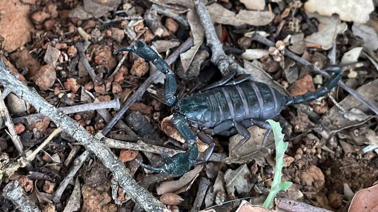 Skorpion auf Irrfahrt – Tierschutz Austria warnt vor exotischen blinden Passagieren im Urlaubsgepäck