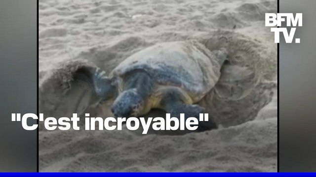 Une tortue pond ses œufs sur une plage varoise, le festival de musique contraint de déménager, le festival de musique contraint de déménager