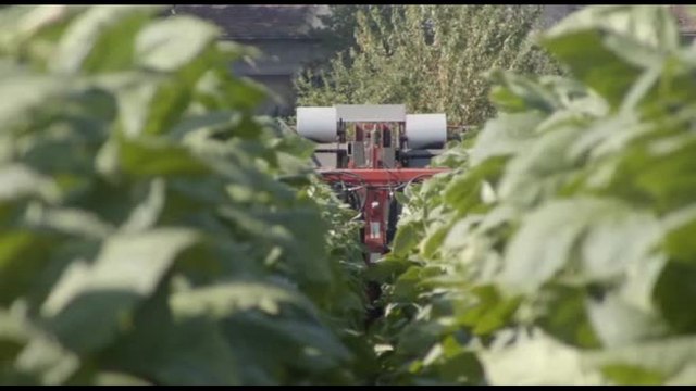 Coldiretti e Philip Morris, alleanza sul tabacco verso il 2034