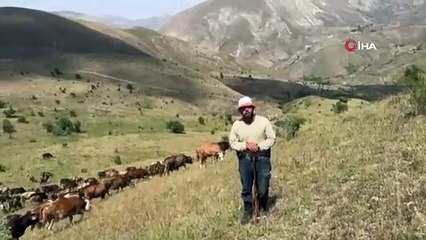 Türkiye'nin vahşi doğasında korku dolu anlar kamerada!