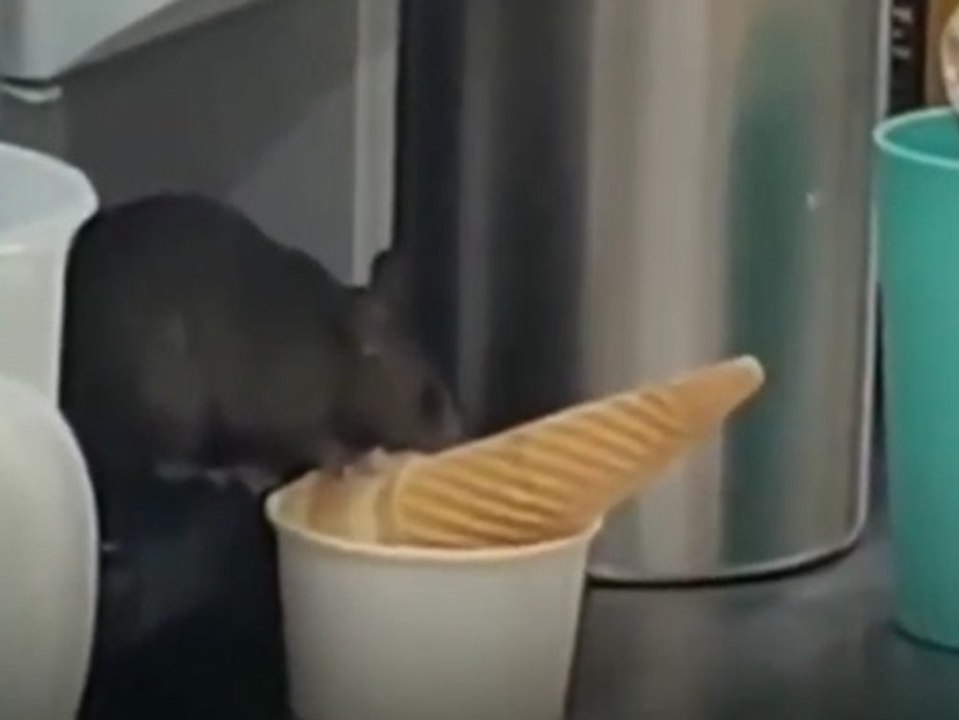 Ratte schleckt Eis - direkt im Einkaufszentrum
