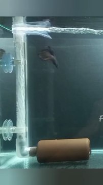 Aerator airlift filter DIY | Aquarium filter DIY