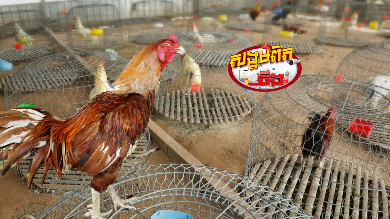 94.ចិញ្ចឹមមាន់ជល់ បានតម្លៃថ្លៃ