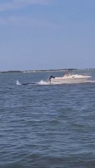 Una BALLENA de 6 METROS pierde la VIDA al chocar con un BARCO