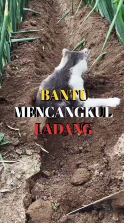 Cats come in farming