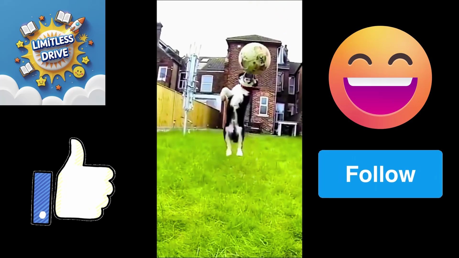 ⁣Funny Cat Video 😂 | Cute & Hilarious Pet Moments| part 5
