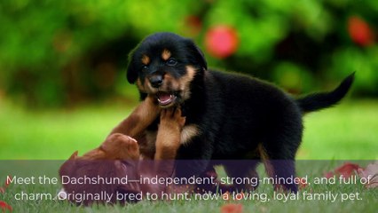 Discover 6 Loving Puppy Breeds Available at Douglas Hall Kennels UK