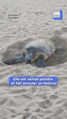 Cavalaire : Cette tortue caouanne est filmée en pleine ponte sur la plage, un festival doit du coup ...