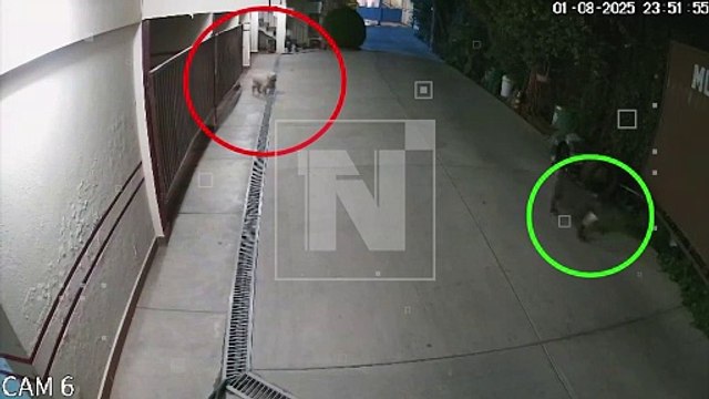 ¡Son los mismos canes! Perros de raza peligrosa matan a otro can en Colcapirhua