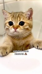Frida _ Garfield - 🎶 My kitty cat 😻___cats _catstagram _katyperry _parody _cute _funny _orangecat _catreels(HD)