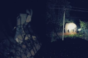 मंडी में हाथियों का कहर