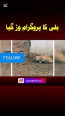 MOYE MOYE WITH CATS \ VIRAL NEWS😁🤣😸🐈😹