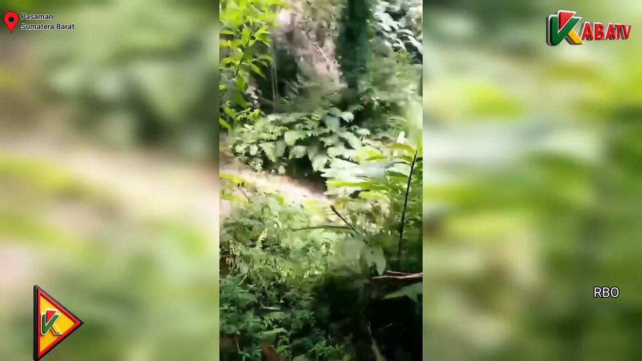 BIDAN DONA PERTARUHKAN NYAWA BERENANG BENYEBERAGI SUNGAI DEMI PASIEN