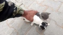 Feeding street cats